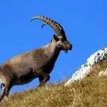 Apartment Mit Balkon By Interhome